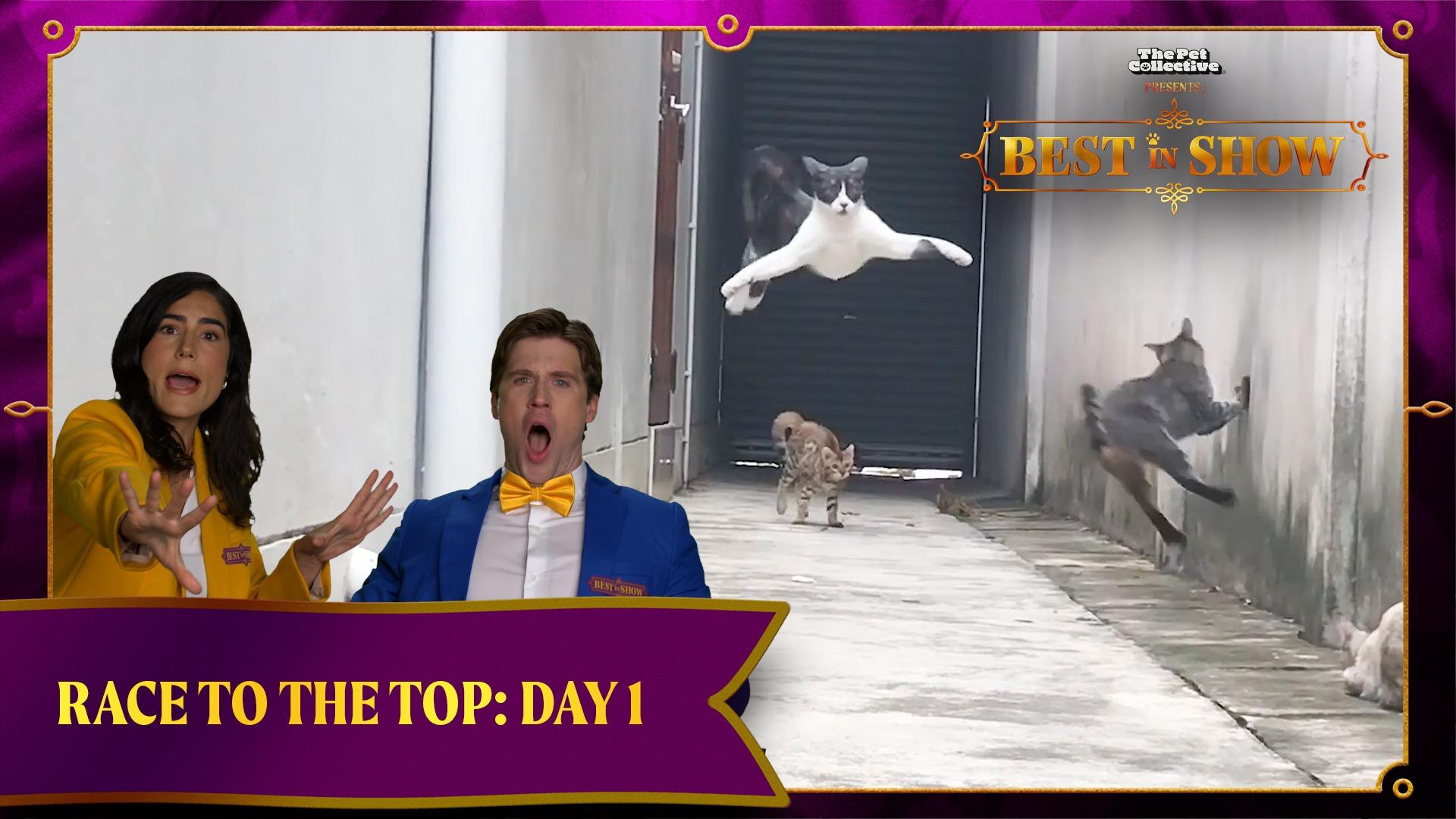 The Pet Collective Presents: Best In Show