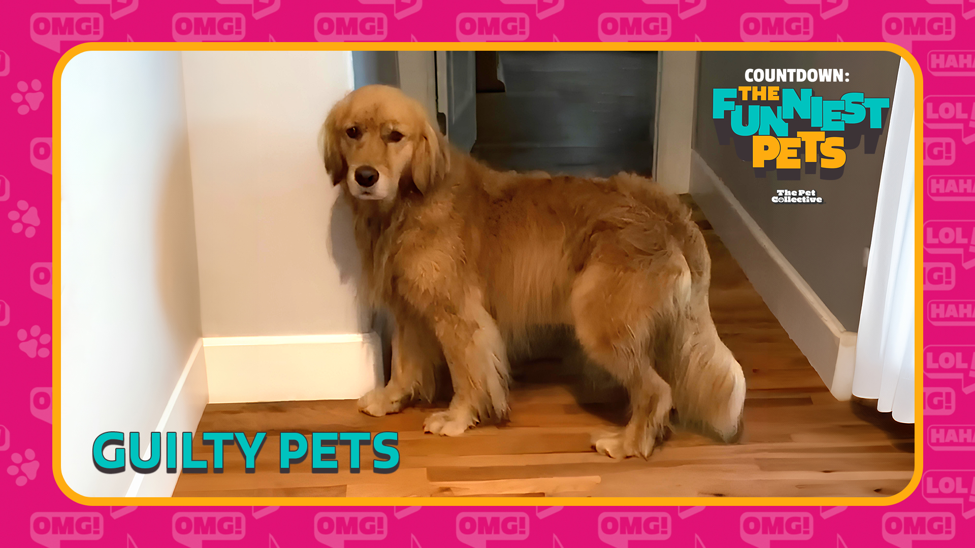 Countdown: The Funniest Pets