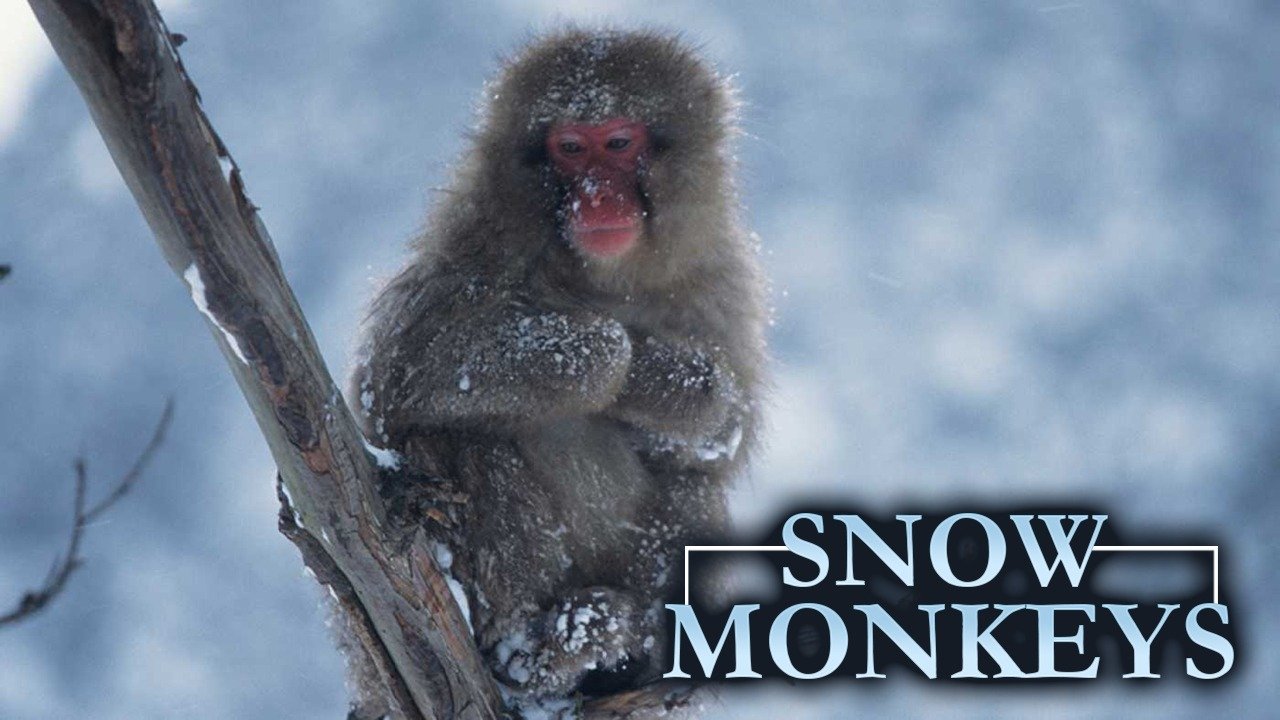 Snow Monkeys