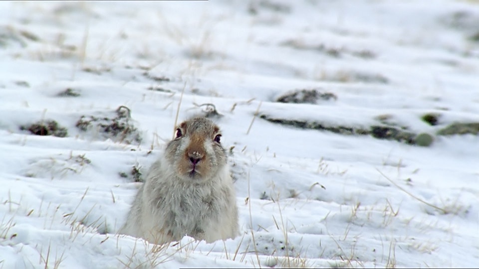 Tiere vor der Kamera