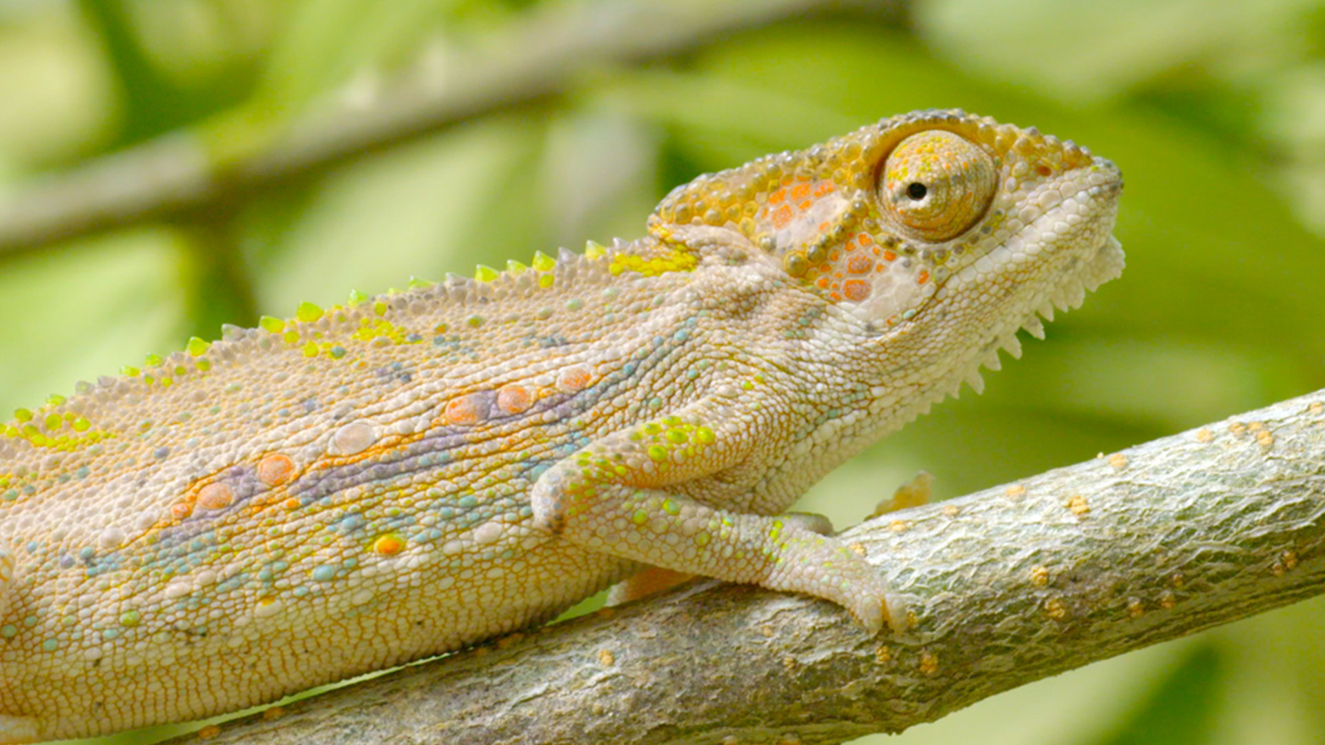 Grands parcs d'Afrique