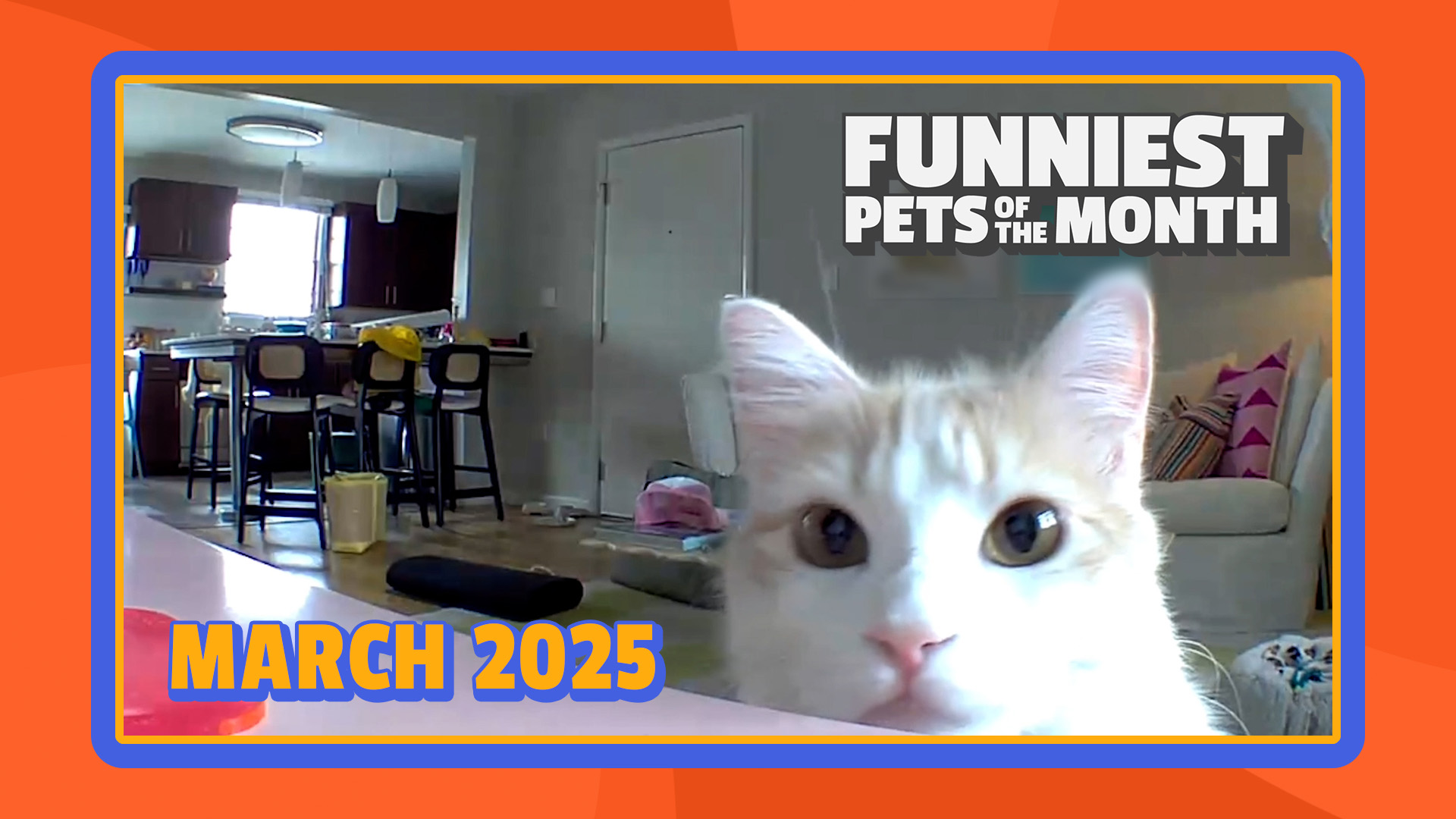 Funniest Pets of the Month