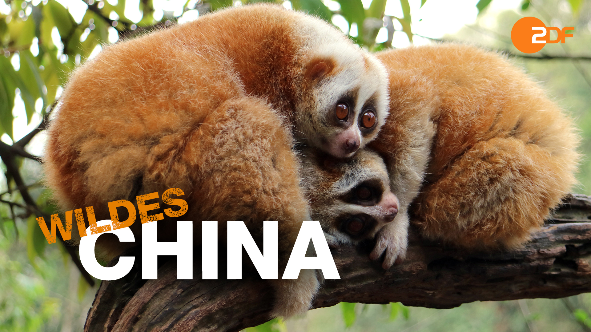 Yunnan: Chinas wildes Königreich