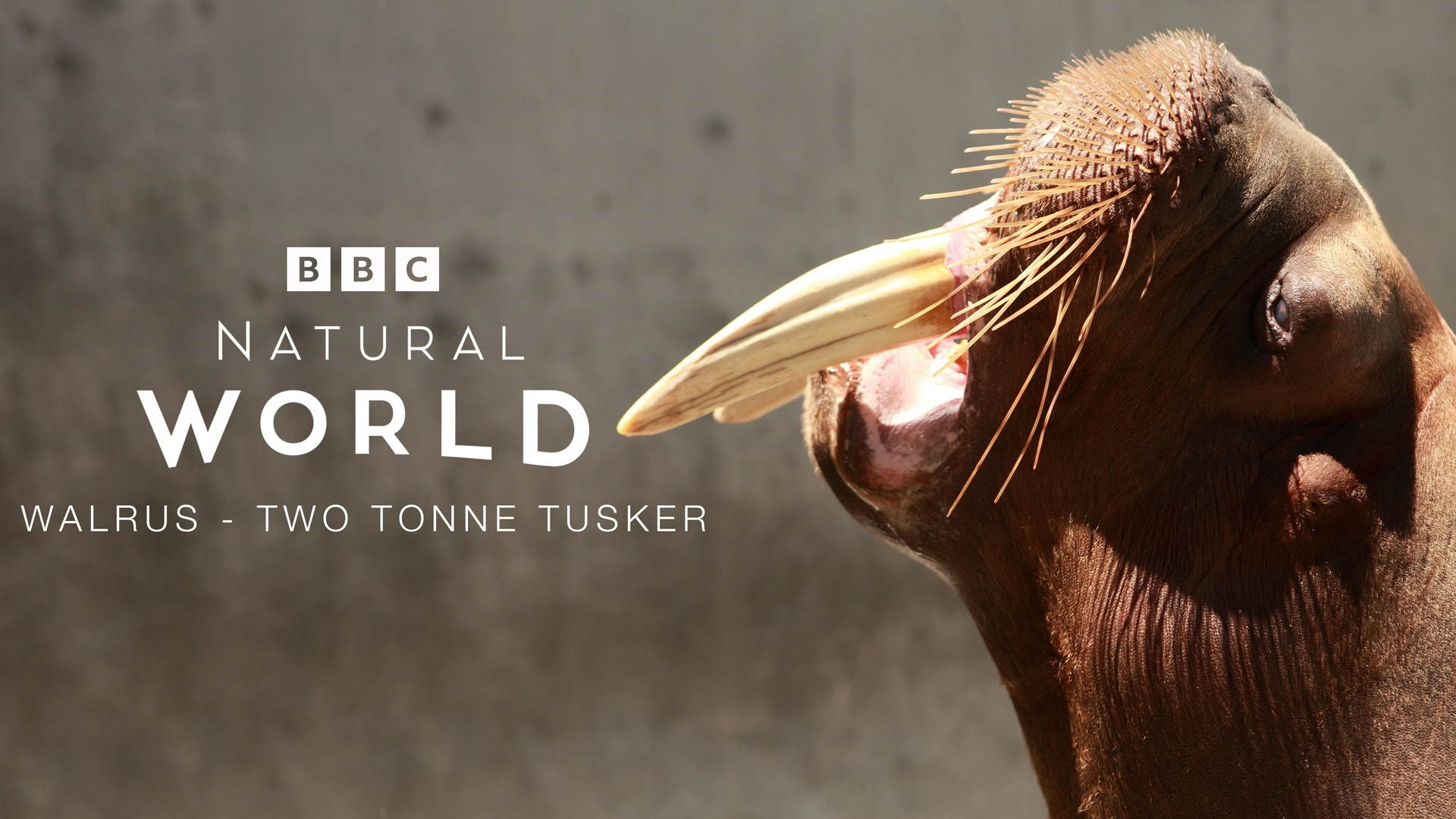 Attenboroughs schräge Vögel Walrosse: schwer verliebt!