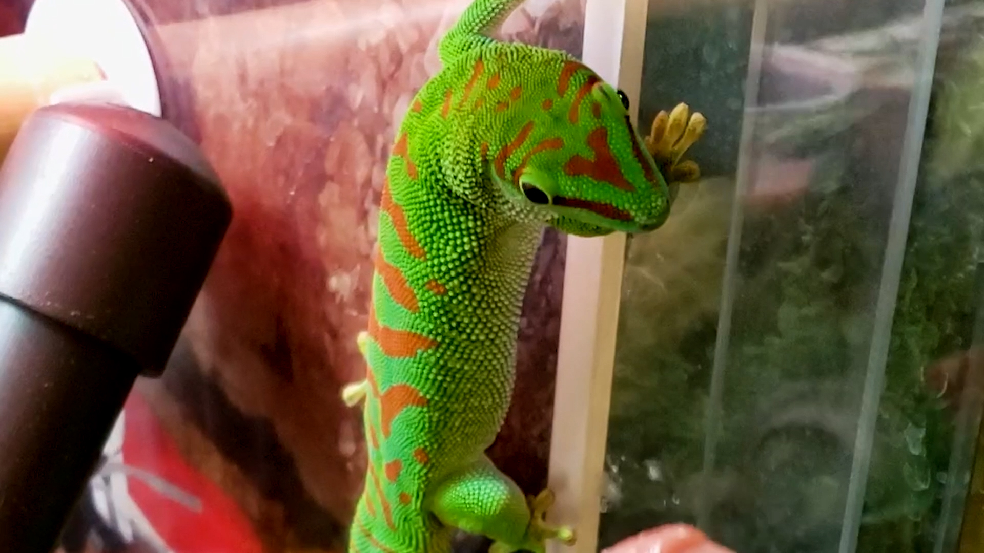 Best Pets of the Month