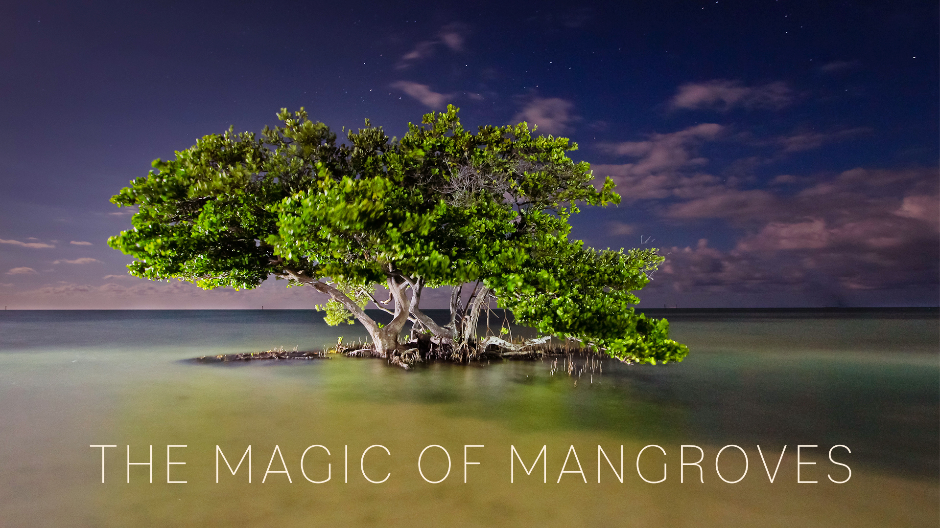 The Magic of the Mangroves