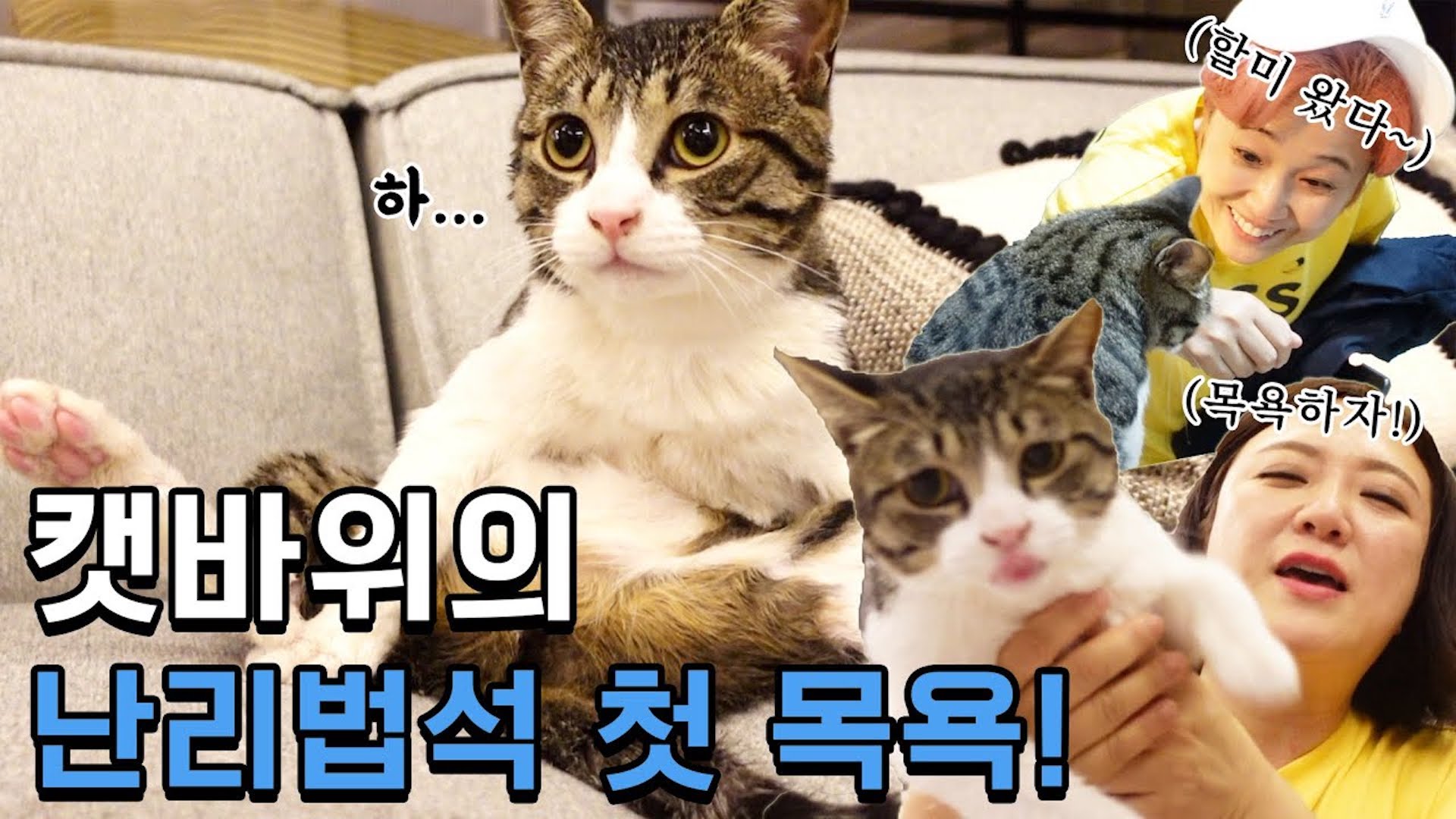 냥생 1년차 바위🐱 생애 첫 목욕했어요🛁