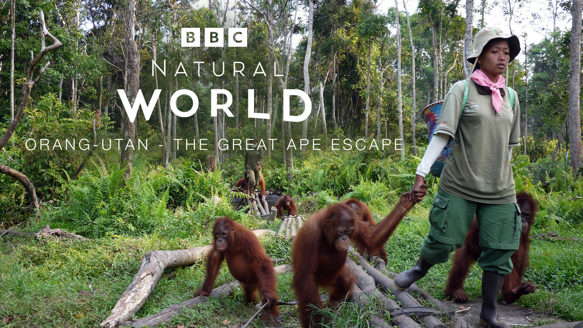 Faucon blanc Loup blanc Orang-outan : les grands singes