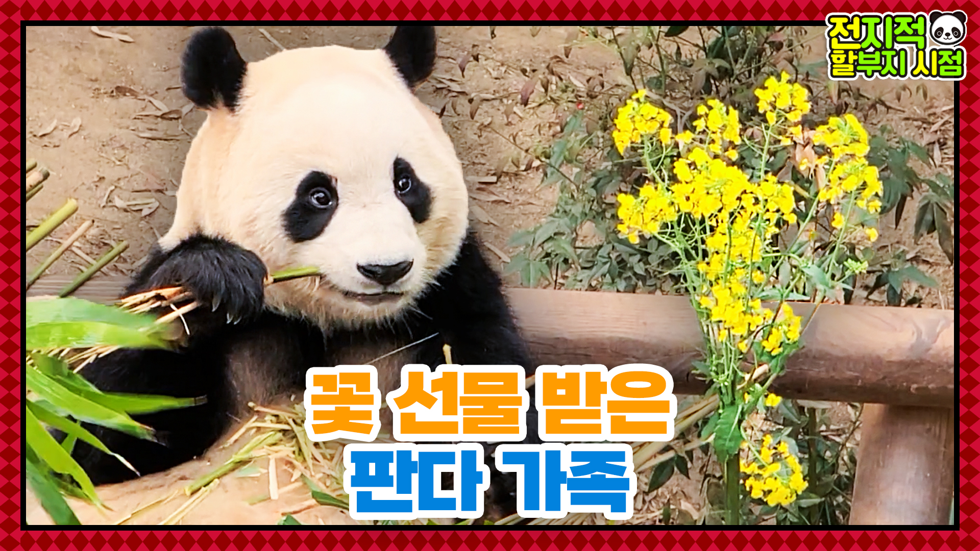 “그게 아빠 마음이야” 봄맞이 유채꽃다발 선물받은 판다 가족 반응 27회
