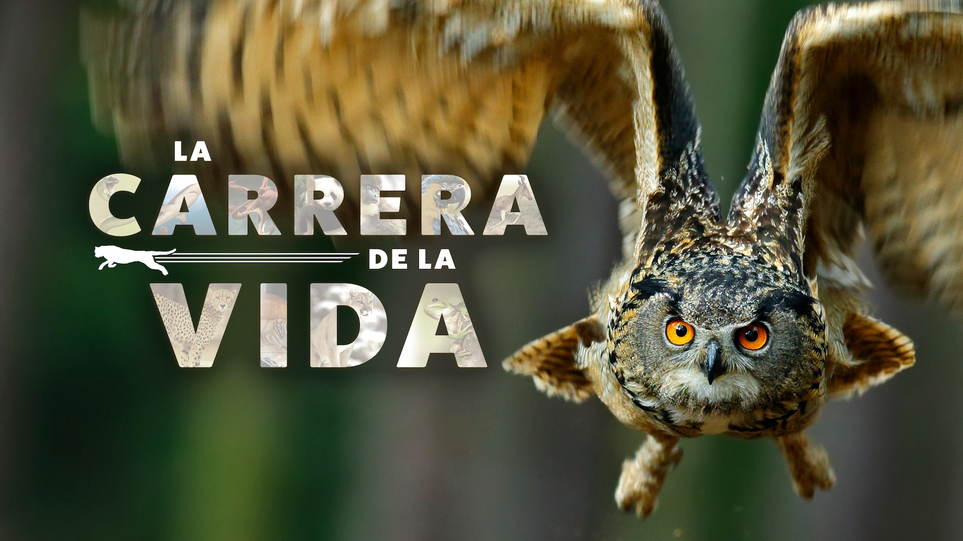 La carrera de la vida