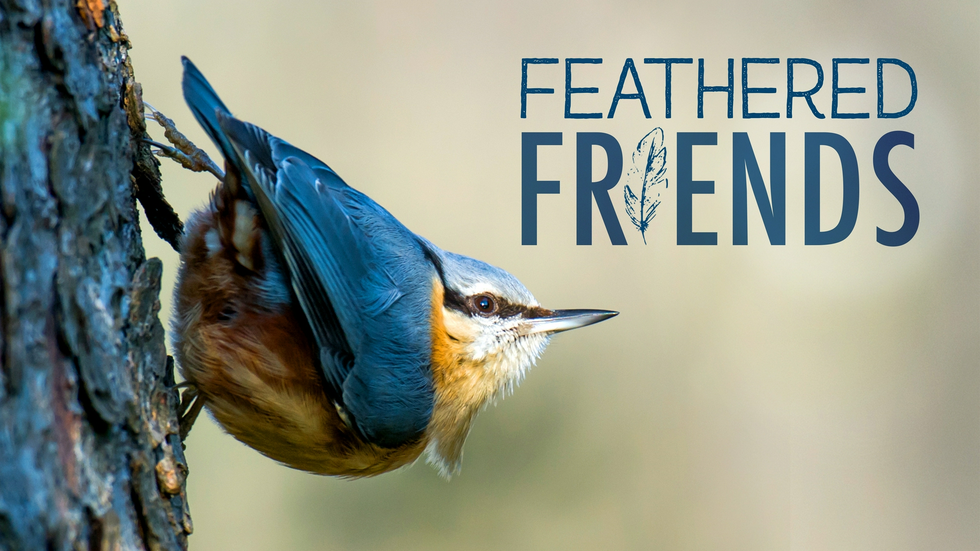 Feathered Friends