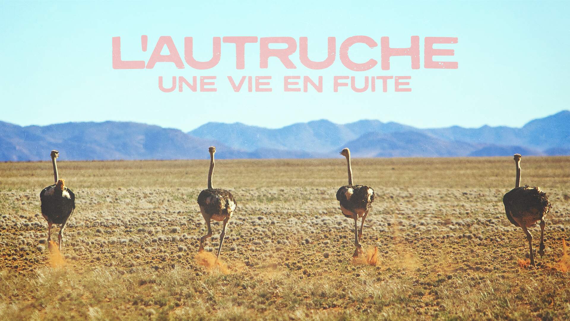 L'autruche: Une Vie En Fuite