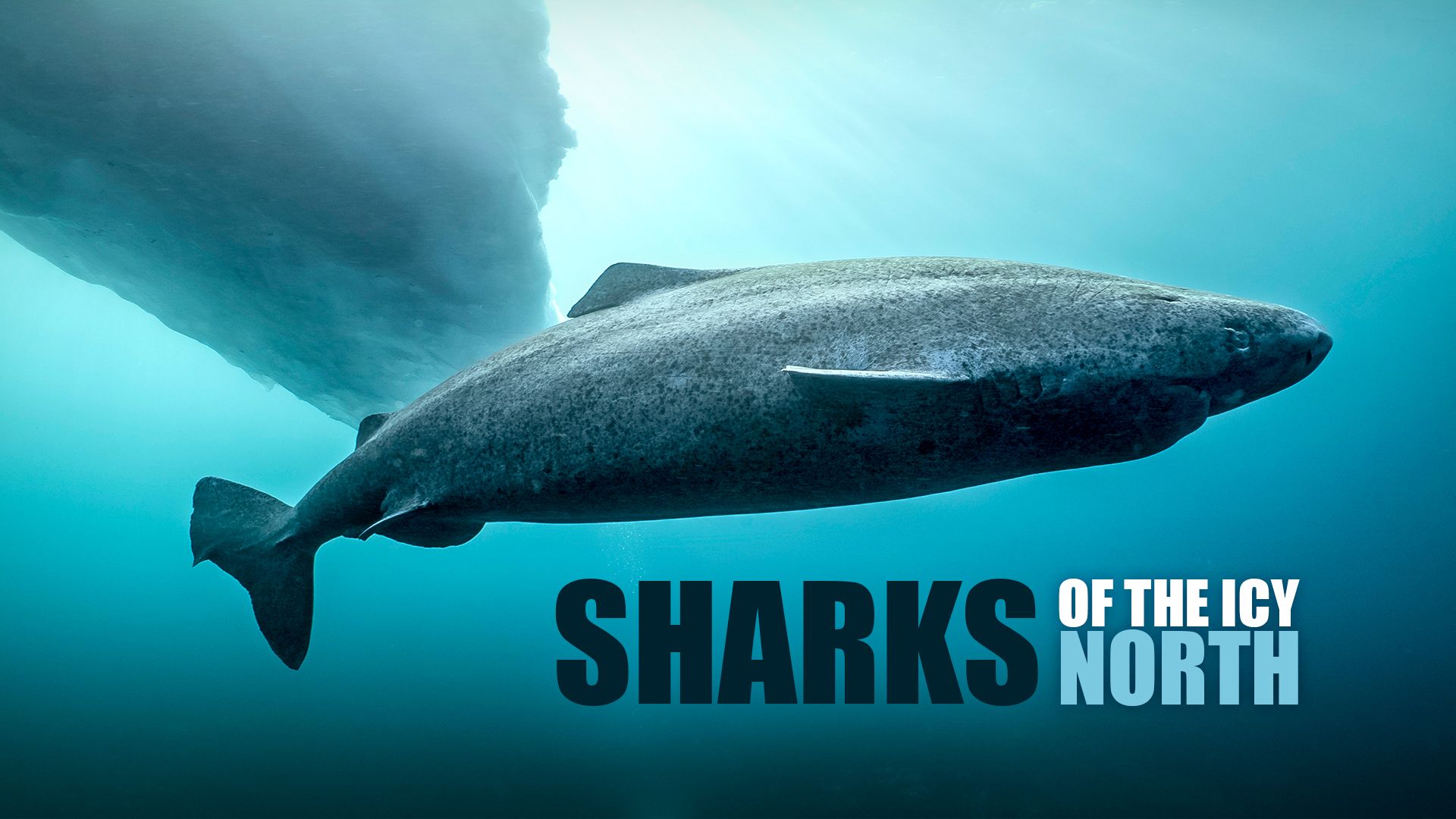 Sharks of the Icy North