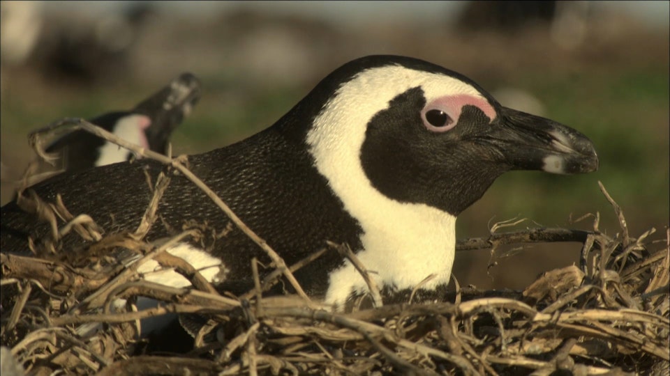 Penguins: The African Chaplin