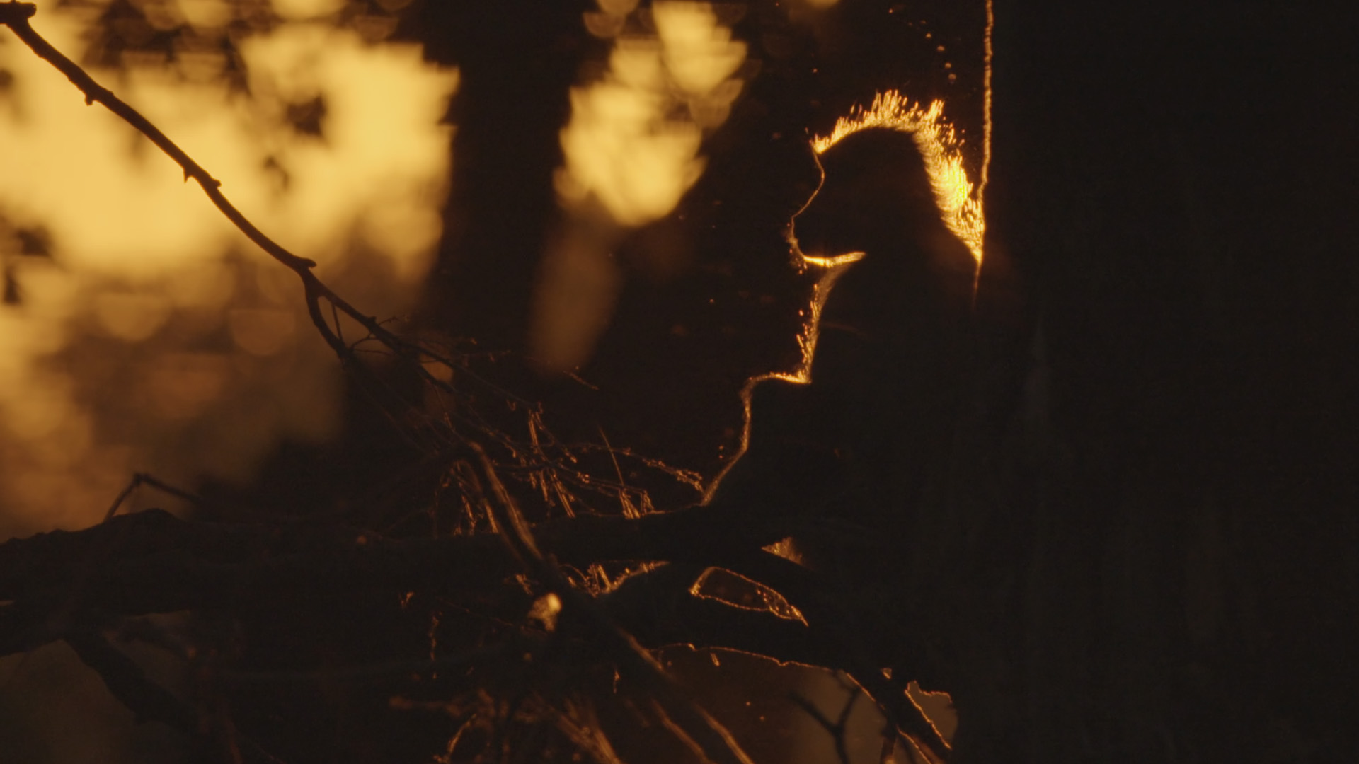 Leben und Tod in der Prärie