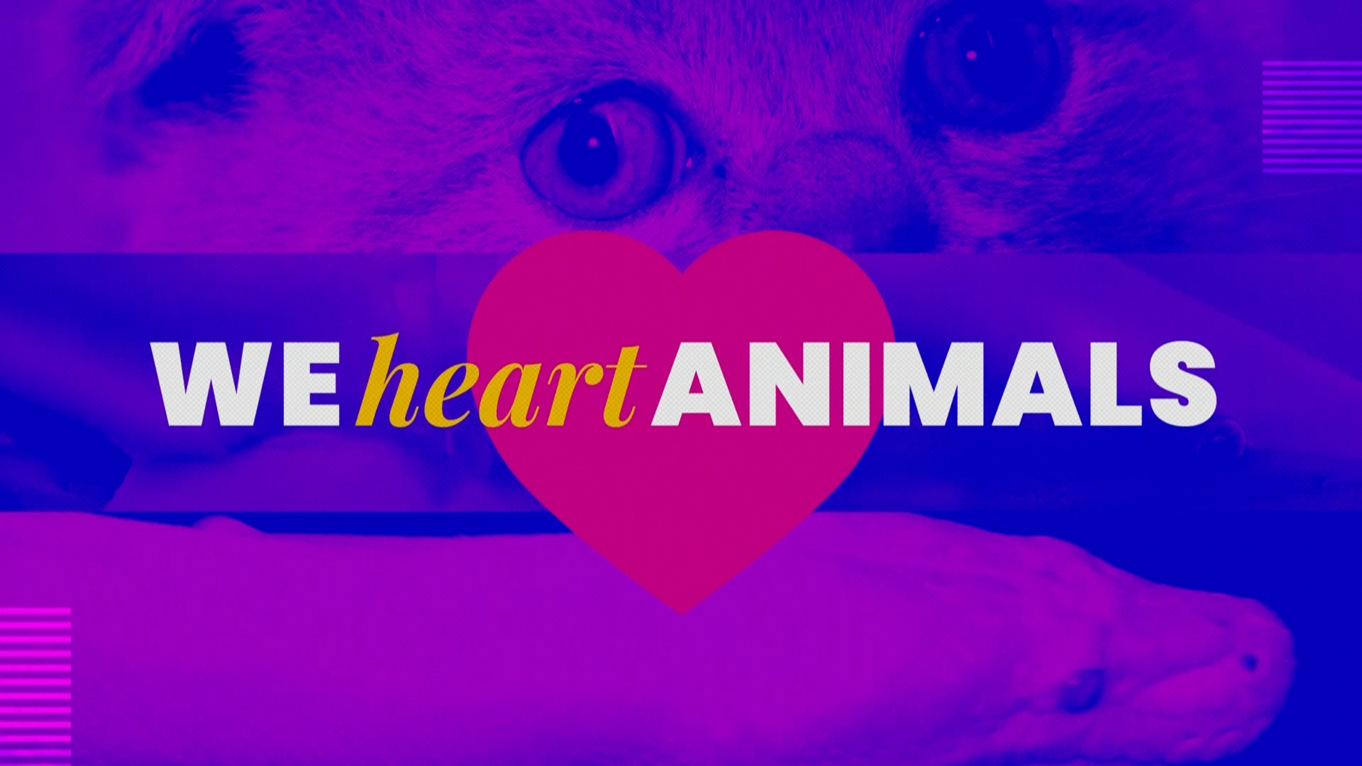 We Heart Animals | Cat-ch You on the Flip Side