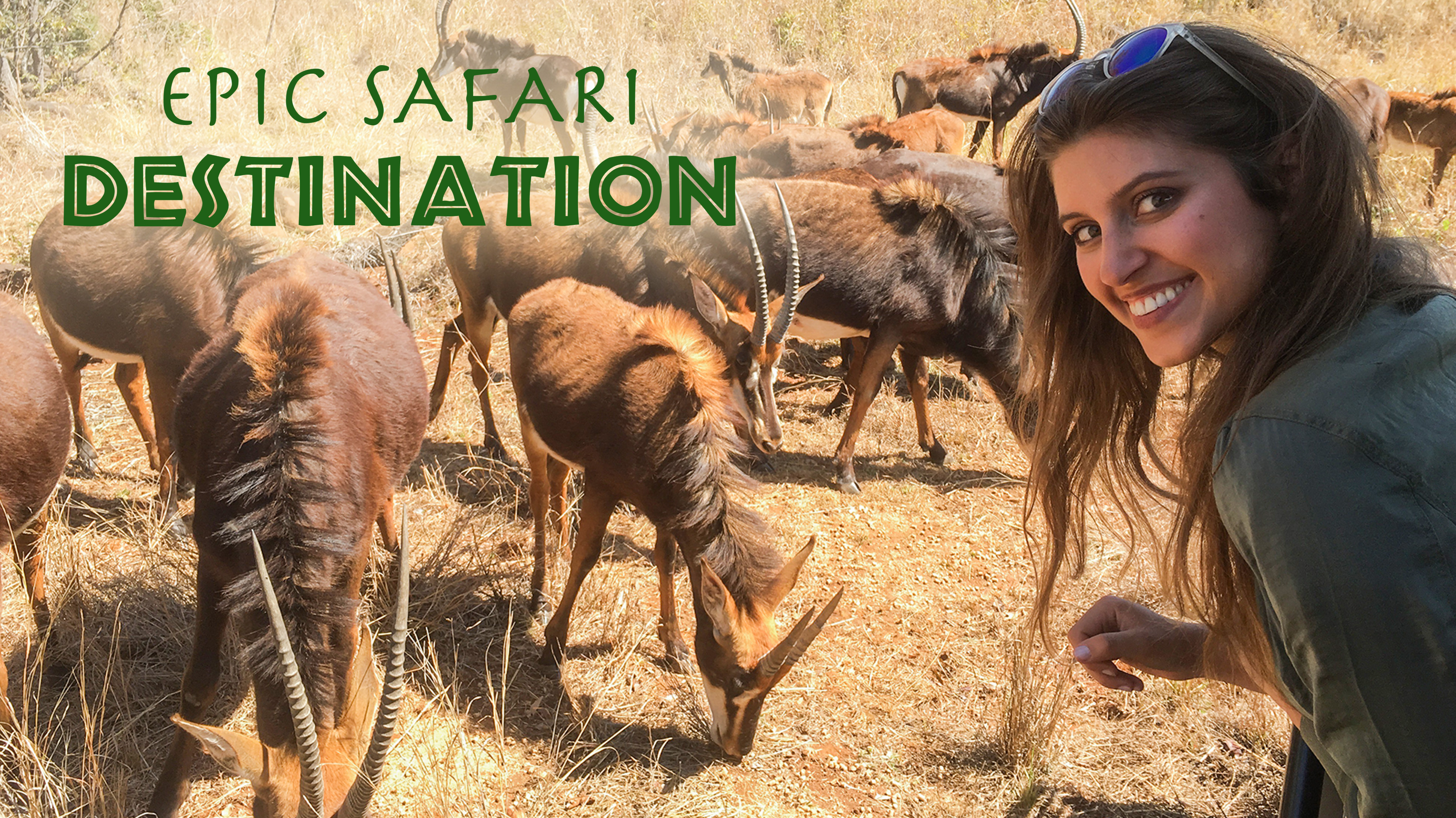 Epic Safari Encounters