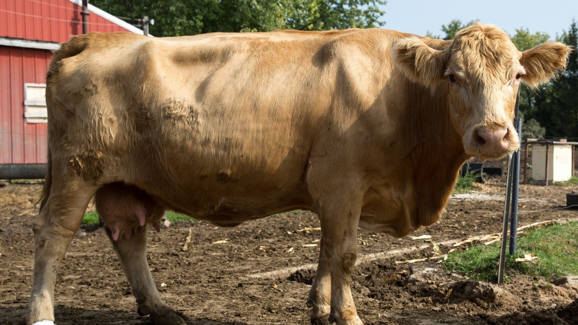 The Incredible Dr. Pol