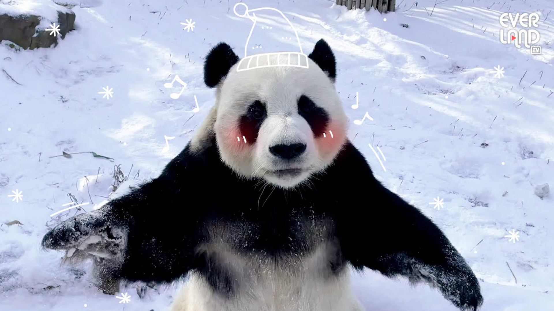 러바오가 눈사람이 됐어요!☃️ 24회