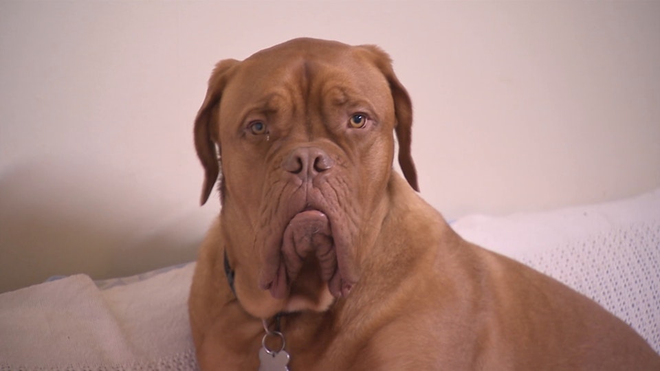 El encantador de perros