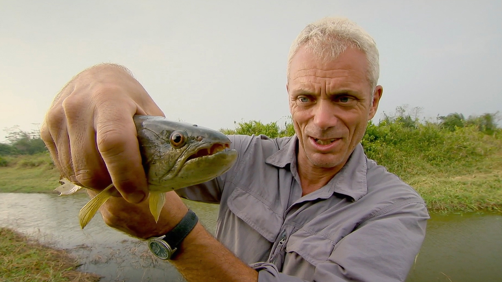 Der südamerikanische Zitteraal