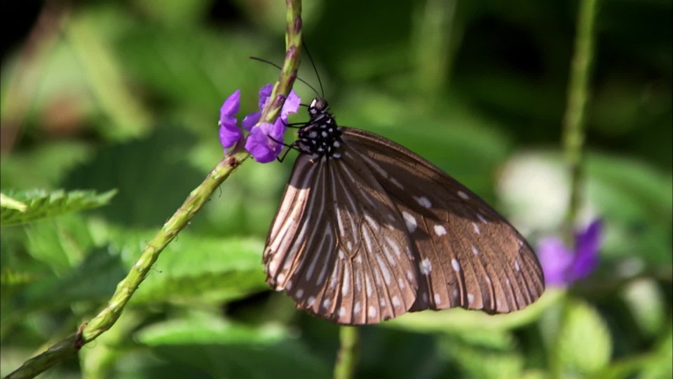 Wildest Indochina: Vietnam