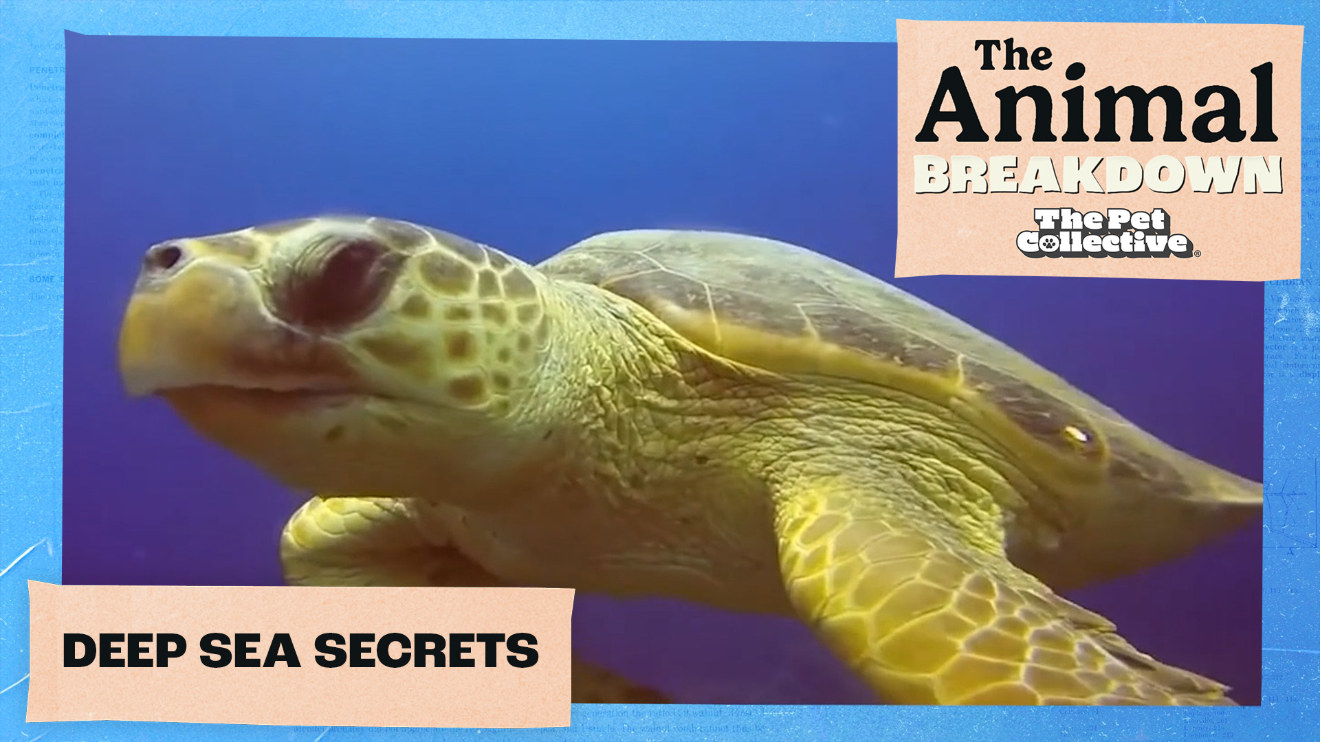 The Animal Breakdown