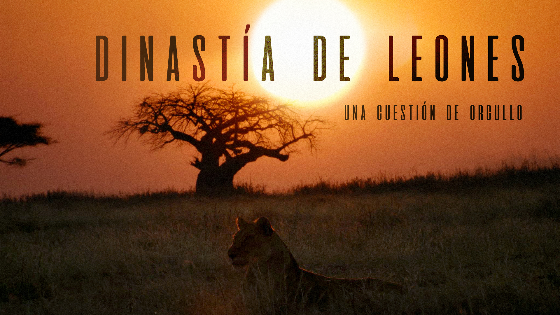 Dinastía de leones: una cuestión de orgullo