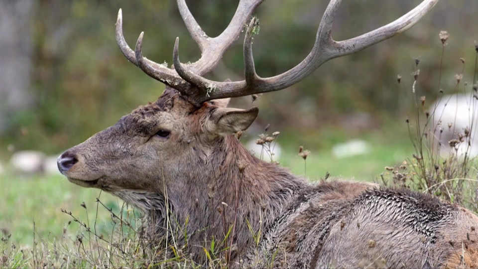 Wild Italy: Top Predators: The Wolf Pack is Back