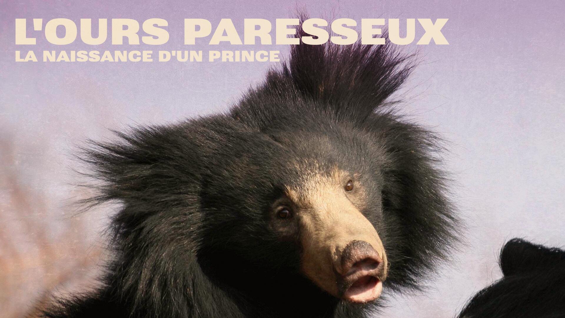 L'ours paresseux : la naissance d'un prince