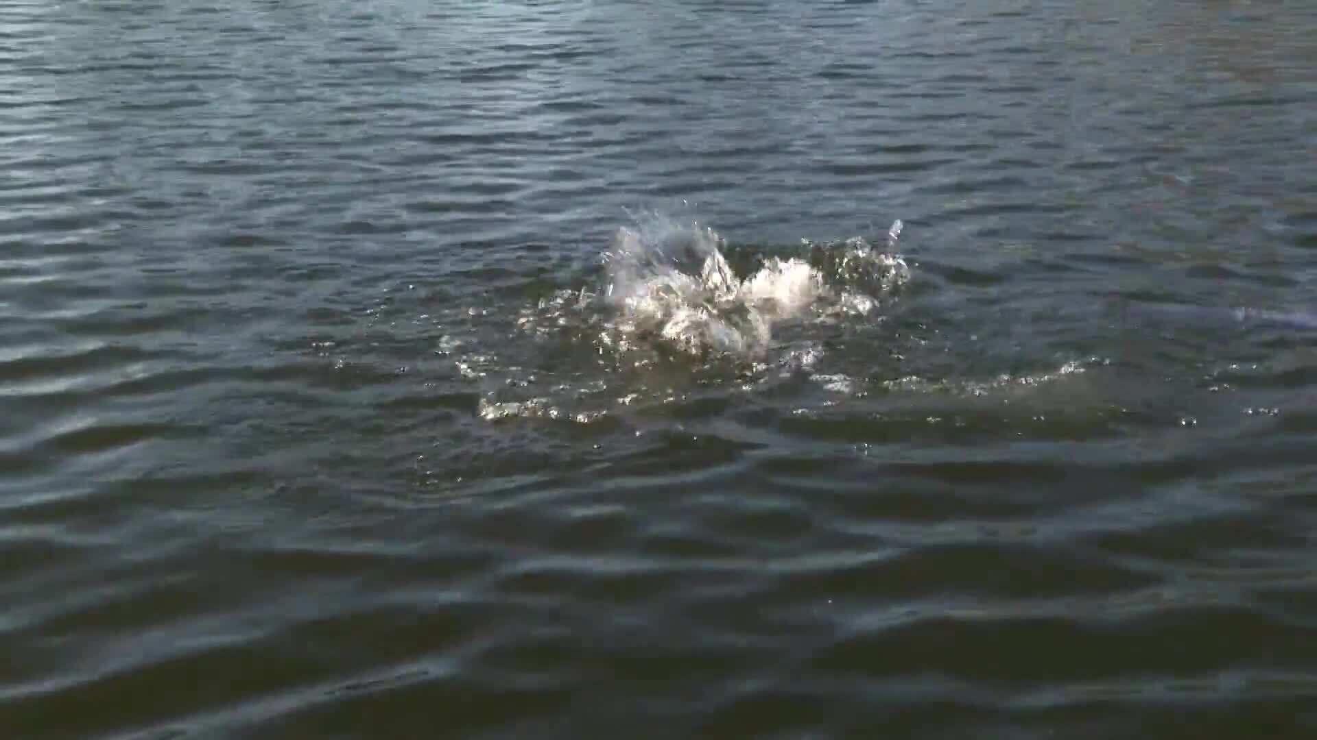 Peak Performance - Trey Mckinney