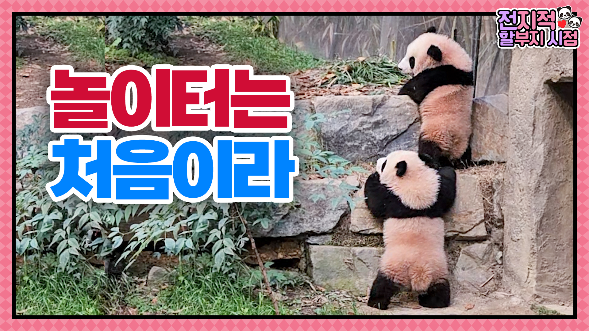 모든 게 신기해오! 드디어 밖으로 나온 아루후의 놀이터 나들이 75회