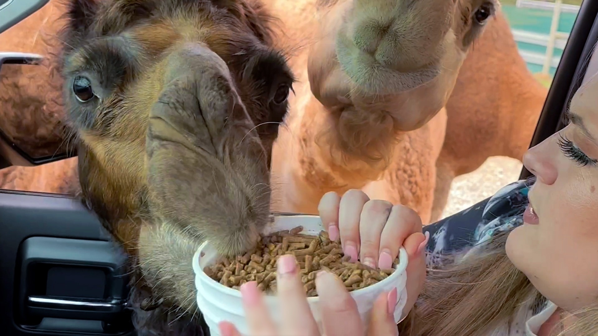 Funniest Pets of the Year So Far 2025