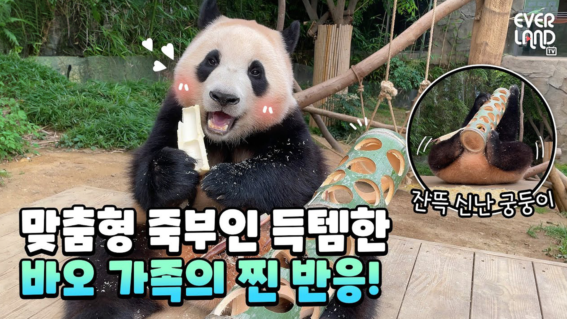 (쿠키영상 있음) 바오 가족의 시원-한 여름을 책임지는 아이템의 정체? 51회