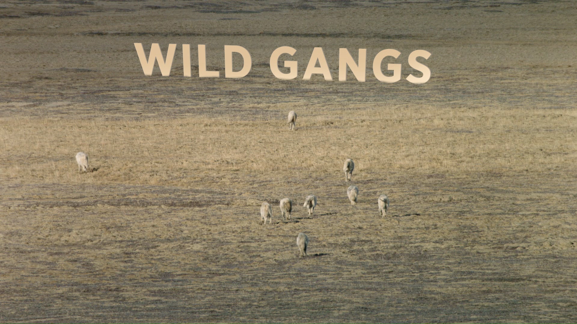 Wild Gangs