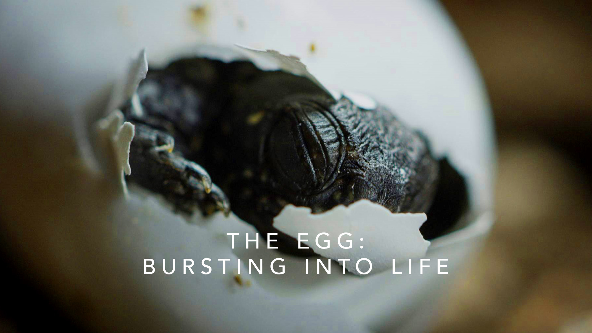 The Egg: Bursting into Life