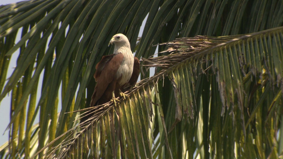 Rick Stein: Faszination Indien: Madurai und Lucknow