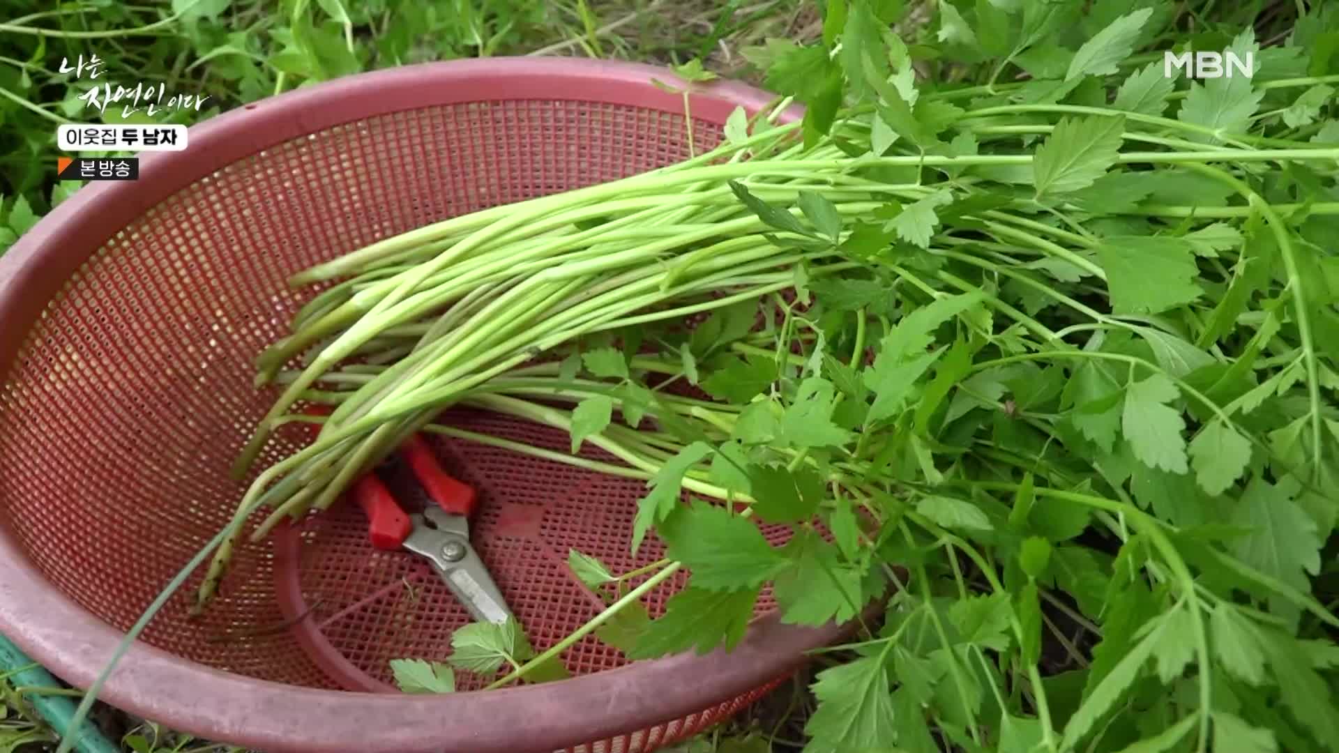 나는 자연인이다 558회