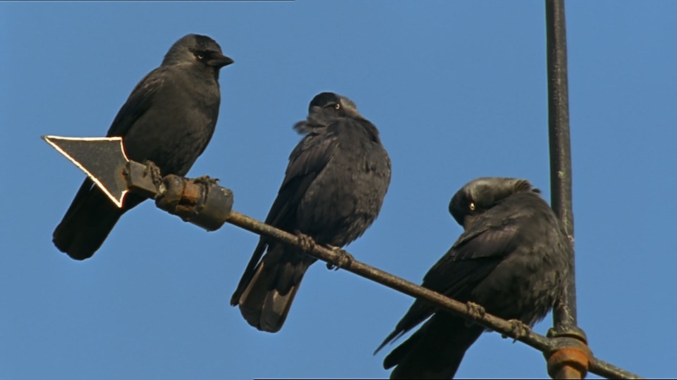 Tiere vor der Kamera