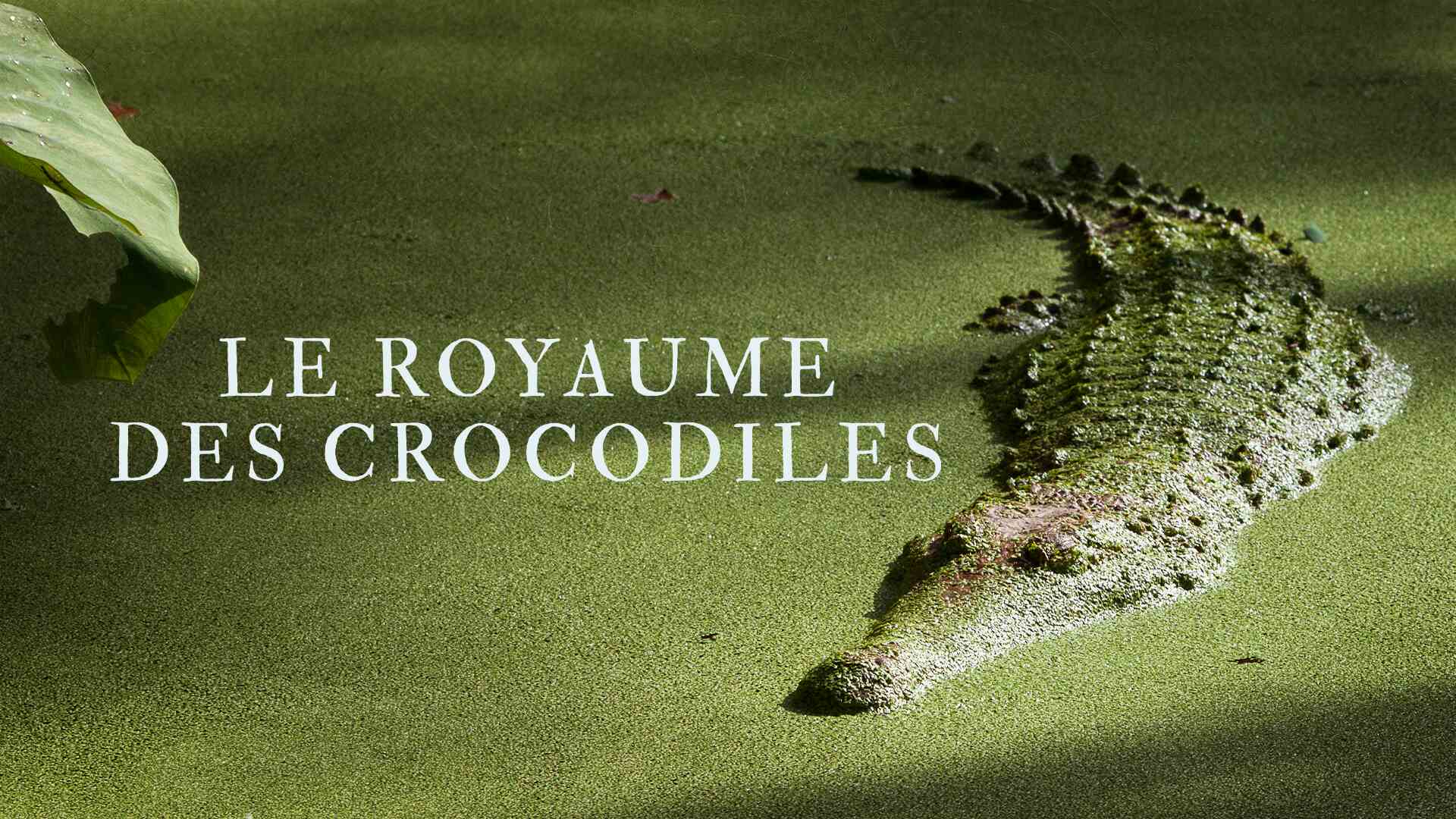 Le Royaume Des Crocodiles
