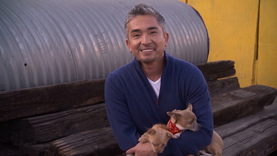 El encantador de perros