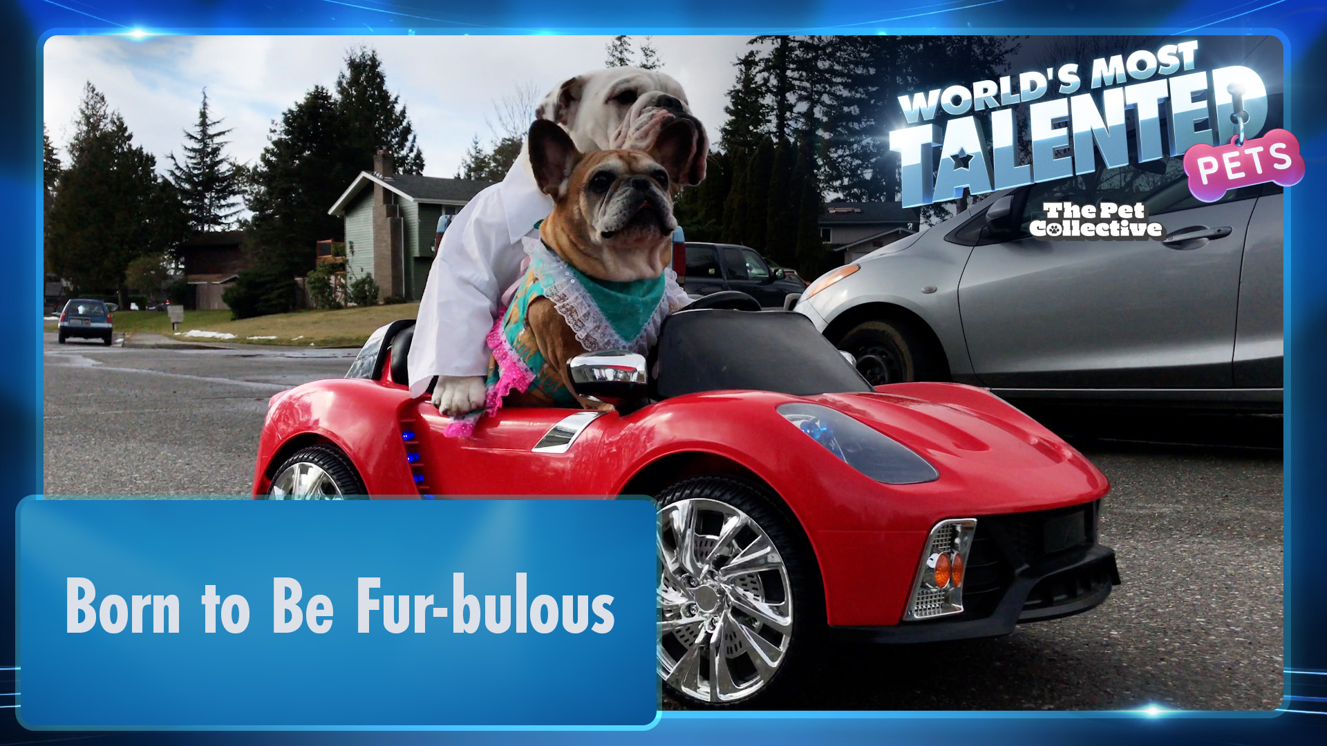 World's Most Talented Pets