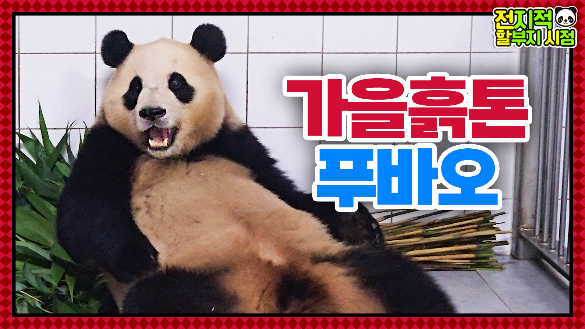 “할부지는 푸바오를 많이 사랑해” 가을에 푹 빠진 푸바오를 향한 강바오의