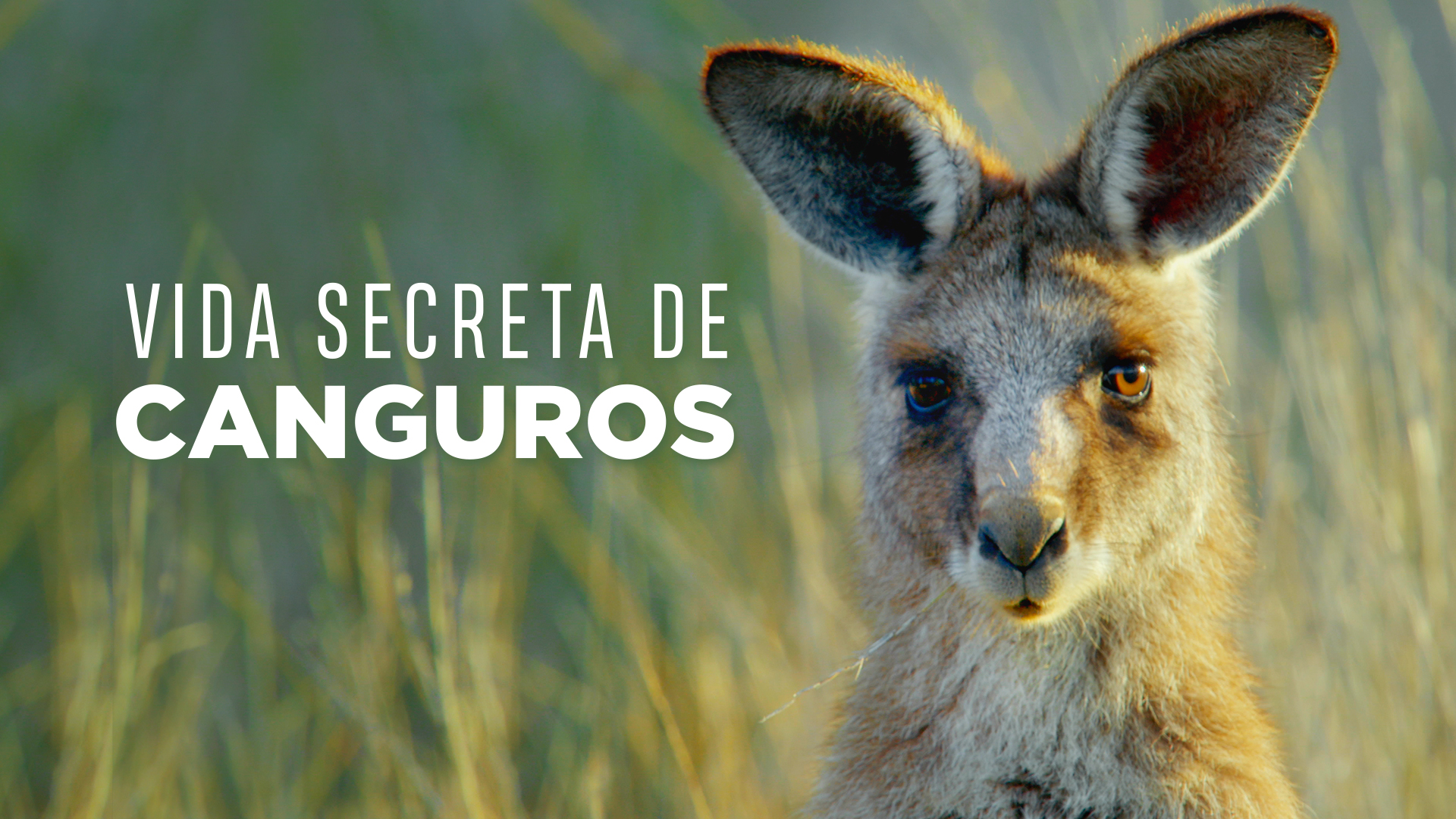 Vida Secreta de Canguros