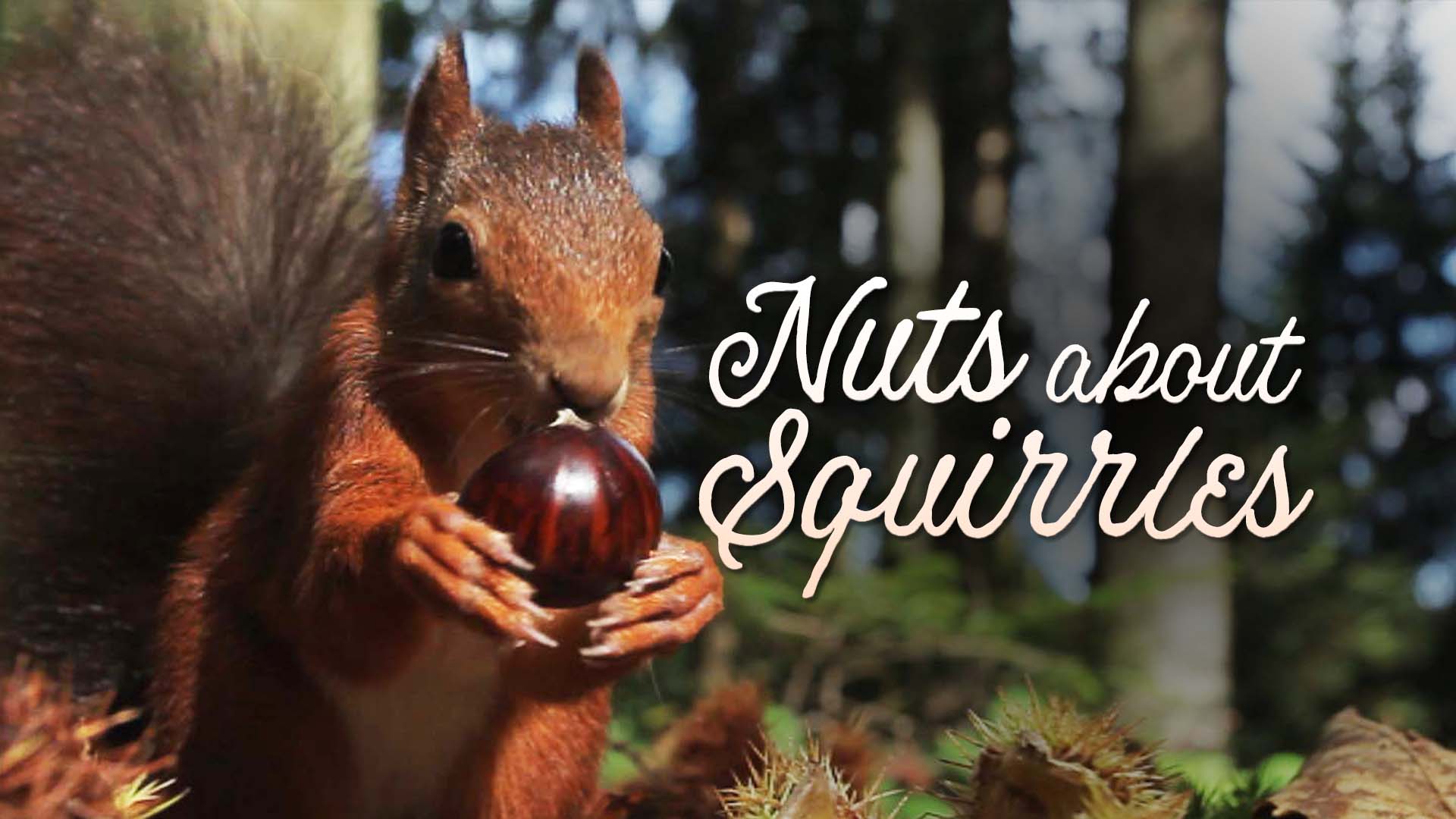 Nuts about Squirrels