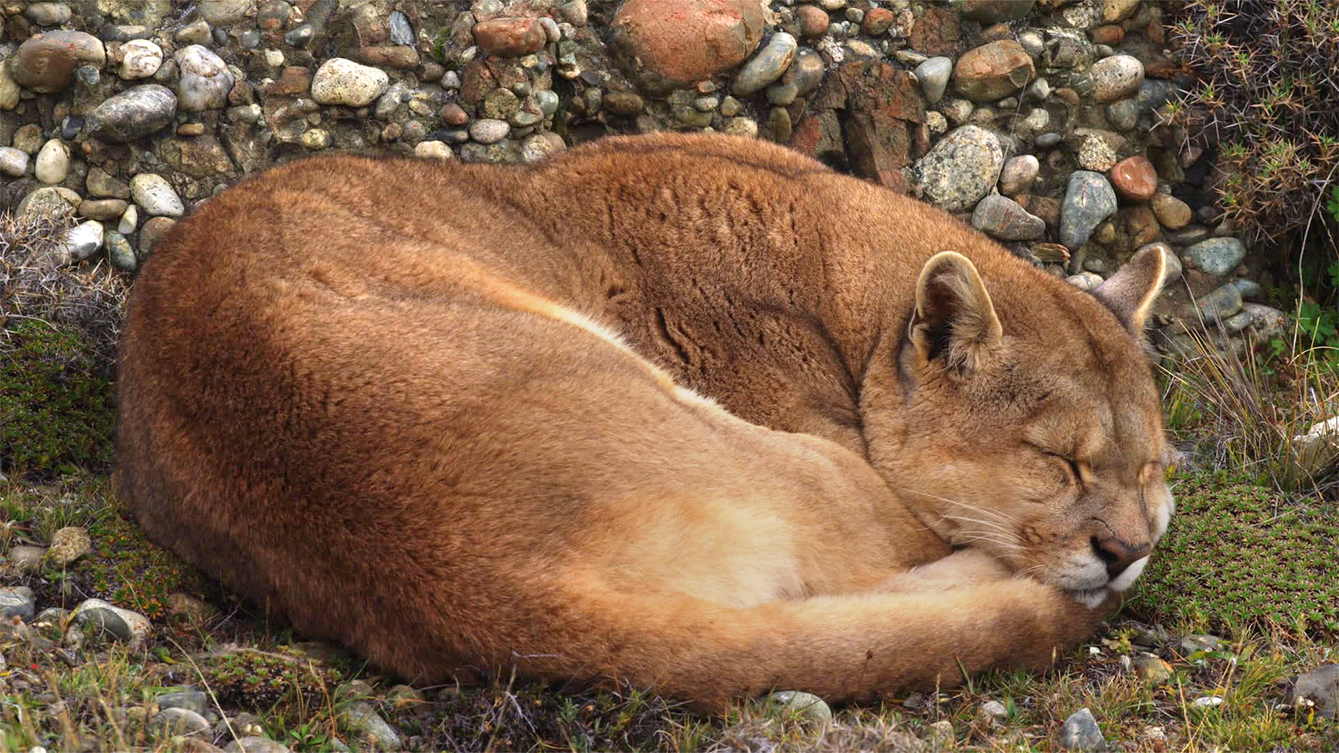 Das geheime Leben der Raubkatzen