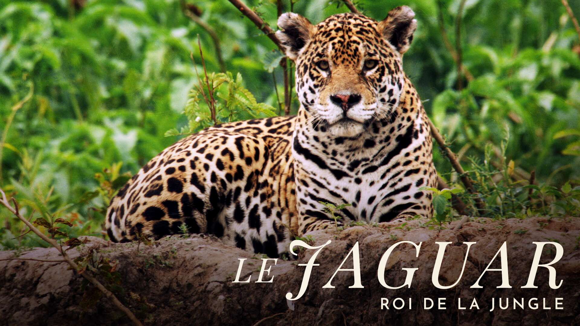 Le Jaguar, Roi De La Jungle
