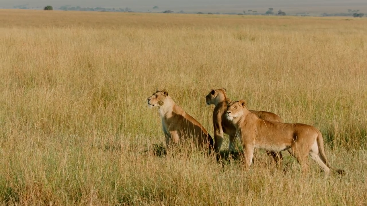 Leben und Tod: im langen Gras