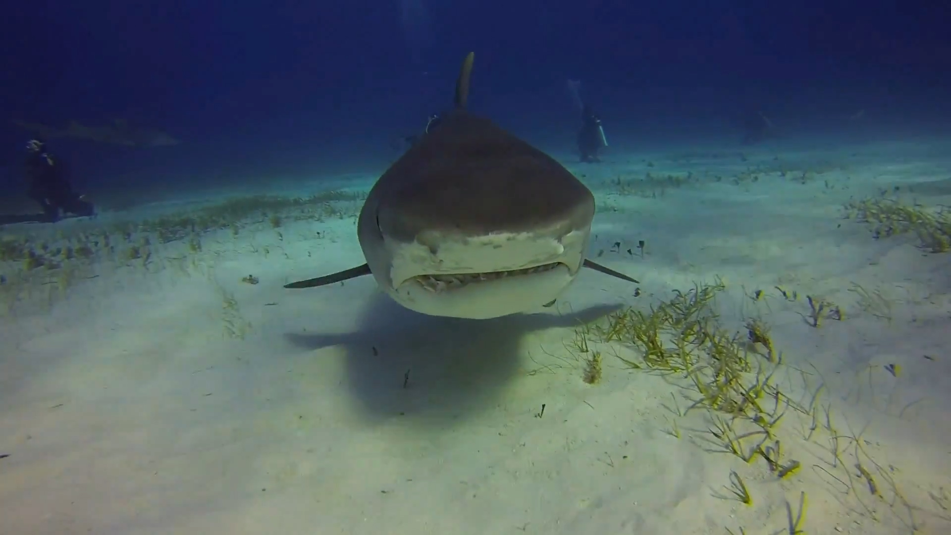 Humans VS. Everything