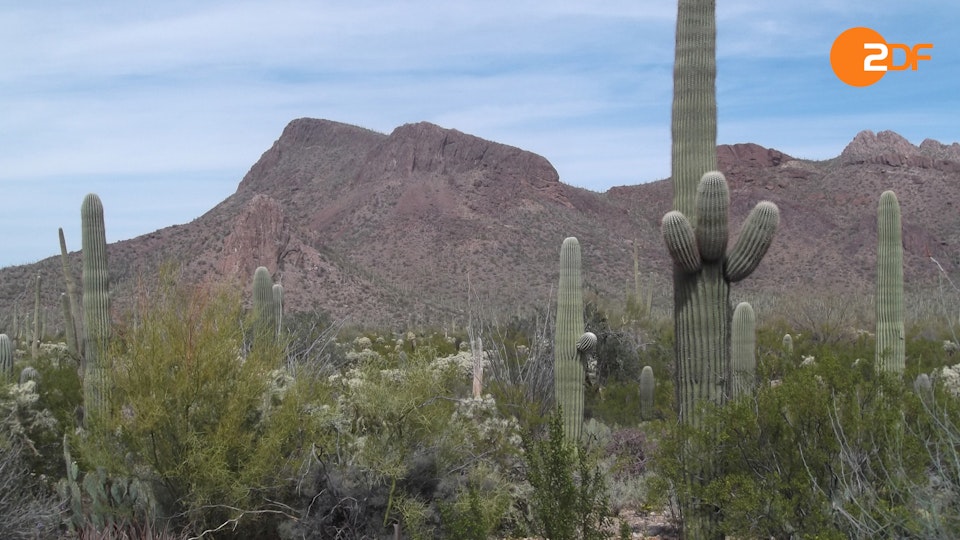 Das Wüstenparadies: Auf Inseln und Festland